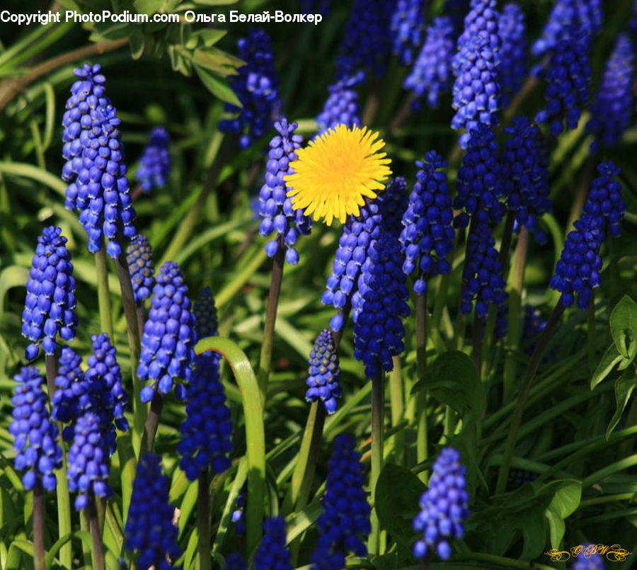 Flower, Lupin, Plant, Fruit, Grapes, Blossom, Flora