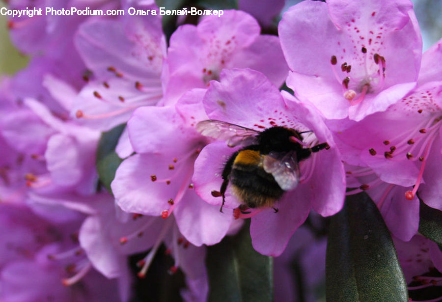 People, Person, Human, Bee, Insect, Invertebrate, Andrena
