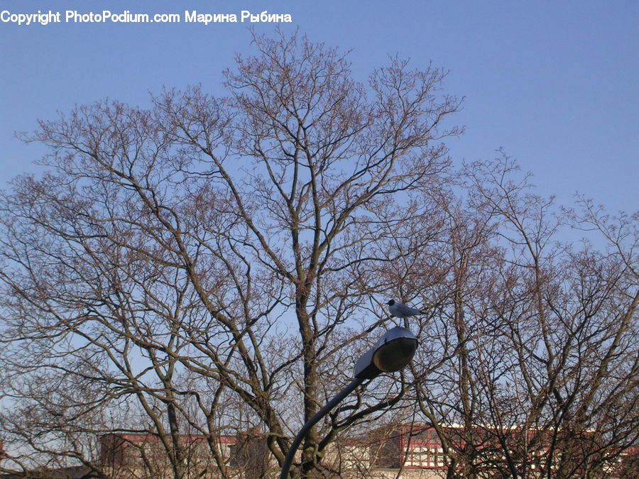Bird, Blackbird, Crow, Plant, Tree