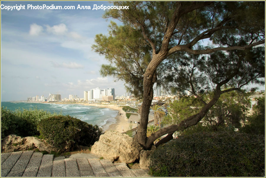 Landscape, Nature, Scenery, Boardwalk, Deck, Path, Sidewalk