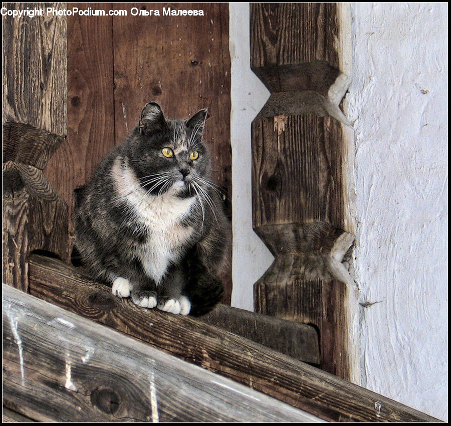 Animal, Cat, Mammal, Manx, Pet