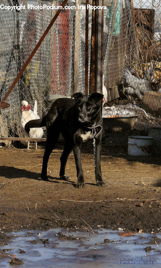Animal, Canine, Dog, Mammal, Pet, Pointer, Labrador Retriever
