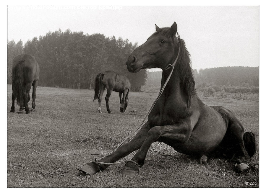 Animal, Horse, Mammal, Colt Horse, Foal, Stallion