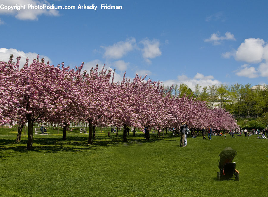 Blossom, Cherry Blossom, Flower, Flora, Plant
