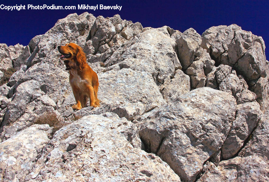 Rock, Crest, Mountain, Outdoors, Peak, Animal, Canine
