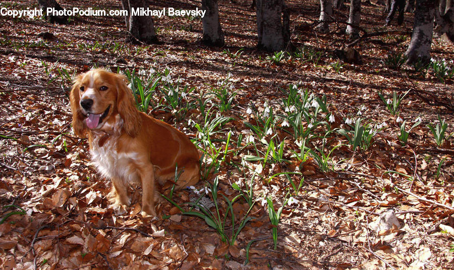 Animal, Canine, Cocker Spaniel, Dog, Mammal, Pet, Spaniel