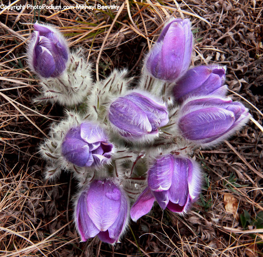 Blossom, Crocus, Flora, Flower, Plant, Iris, Bird Nest