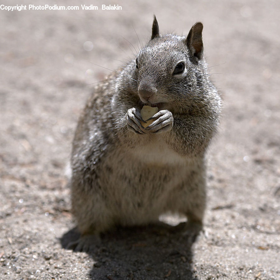 Animal, Mammal, Rodent, Squirrel