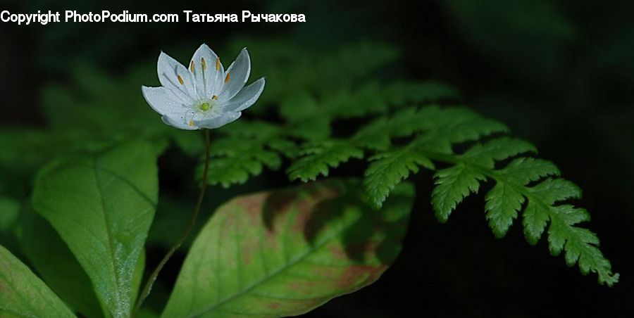 Blossom, Flora, Flower, Plant, Geranium, Daisies, Daisy