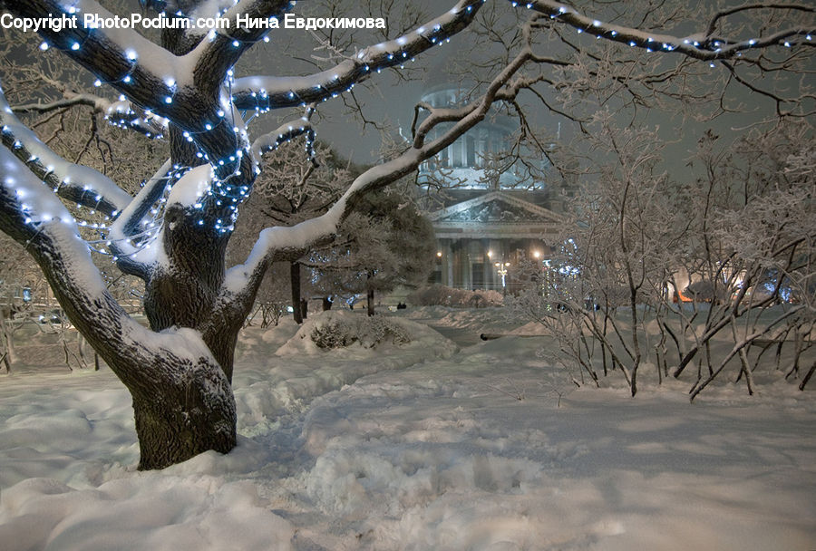 Blizzard, Outdoors, Snow, Weather, Winter, Ice, Plant