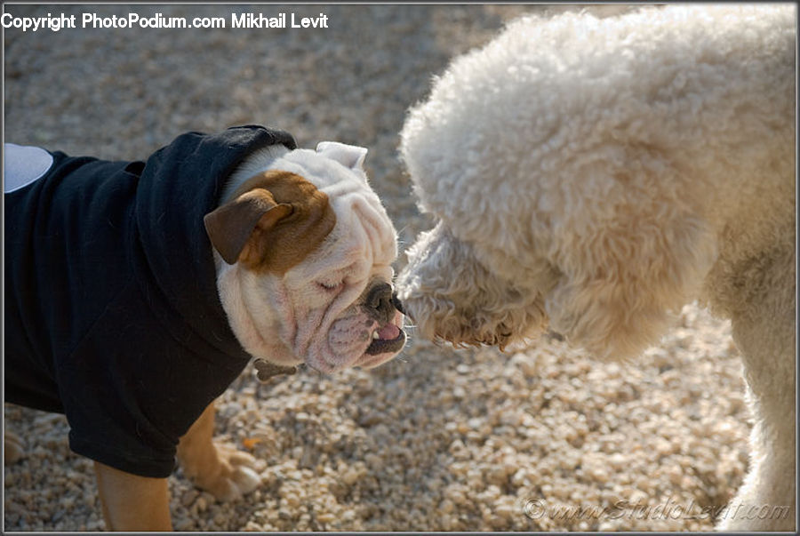 Animal, Boxer, Bulldog, Canine, Dog, Mammal, Pet