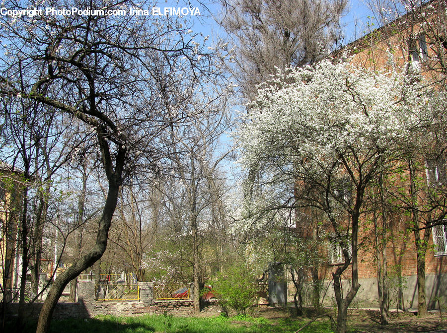 Plant, Tree, Blossom, Cherry Blossom, Flower, Birch, Wood