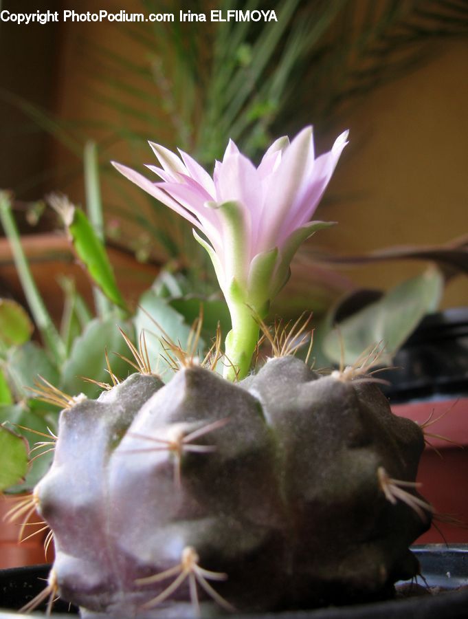 Plant, Potted Plant, Blossom, Flora, Flower, Produce, Vegetable
