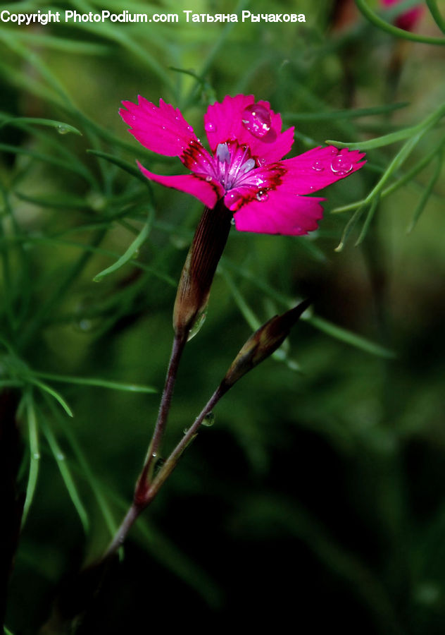 Blossom, Flora, Flower, Geranium, Plant, Bird, Hummingbird