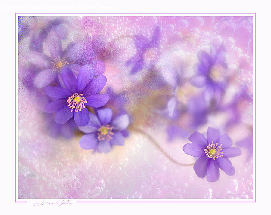 Blossom, Flora, Flower, Geranium, Plant, Anemone, Fiber