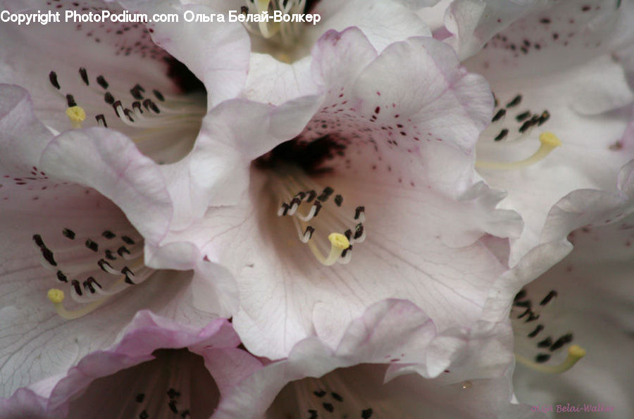 Flora, Flower, Gladiolus, Plant, Blossom, Cherry Blossom, Head