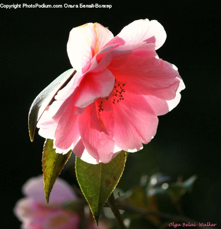 Blossom, Flora, Flower, Geranium, Plant, Gladiolus, Petal