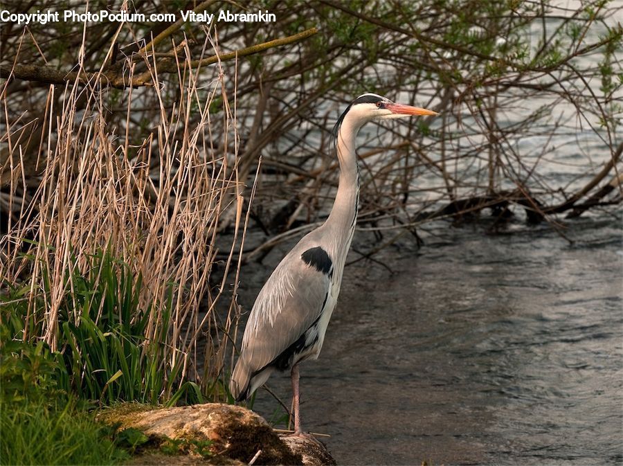 Bird, Crane Bird, Heron, Ardeidae, Stork, Waterfowl, Plant