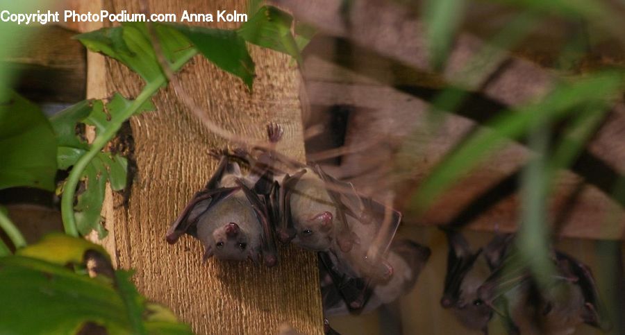 Animal, Bat, Racket, Plant, Potted Plant, Vine, Asparagus
