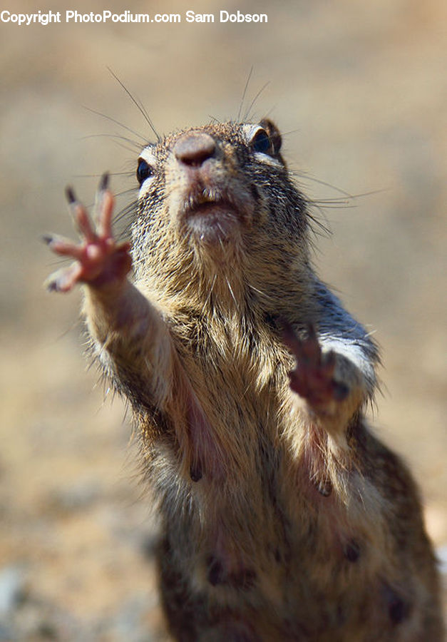 Animal, Mammal, Otter, Eating
