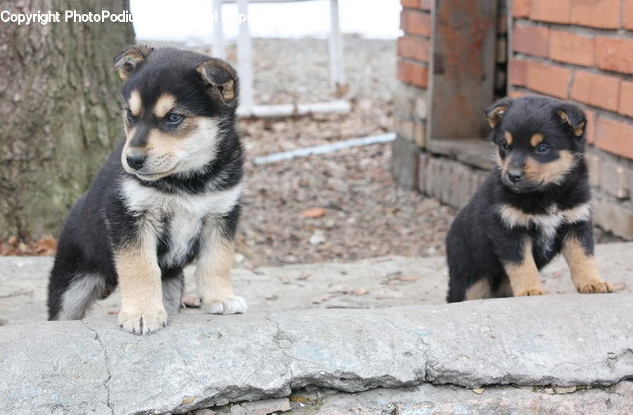 Animal, Canine, Dog, Husky, Mammal, Pet, Puppy
