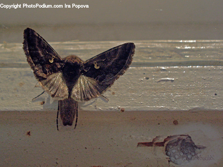 Invertebrate, Sea Life, Starfish, Bird, Buzzard, Harrier, Hawk