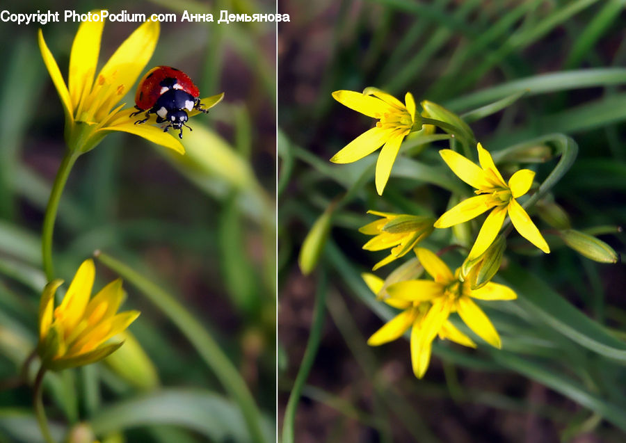 Asteraceae, Blossom, Flora, Flower, Plant, Andrena, Apidae