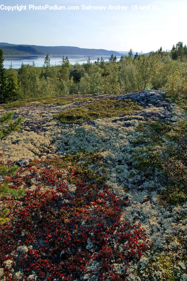 Land, Outdoors, Plateau, Tundra, Marsh, Pond, Swamp