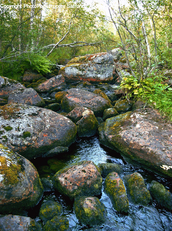 Creek, Outdoors, River, Water, Forest, Jungle, Rainforest