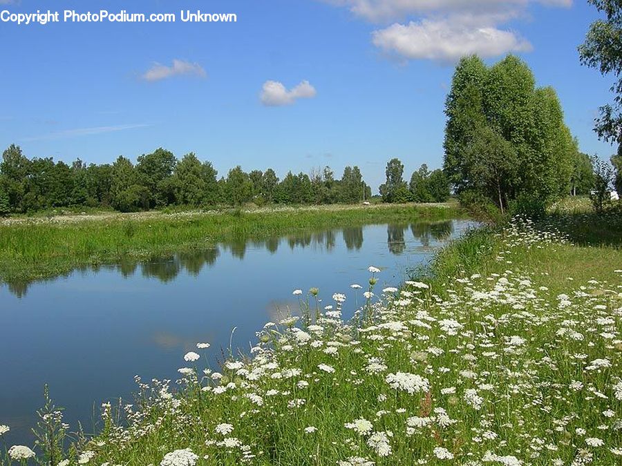 Outdoors, Pond, Water, Field, Grass, Grassland, Plant