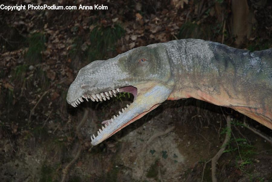 Alligator, Crocodile, Reptile