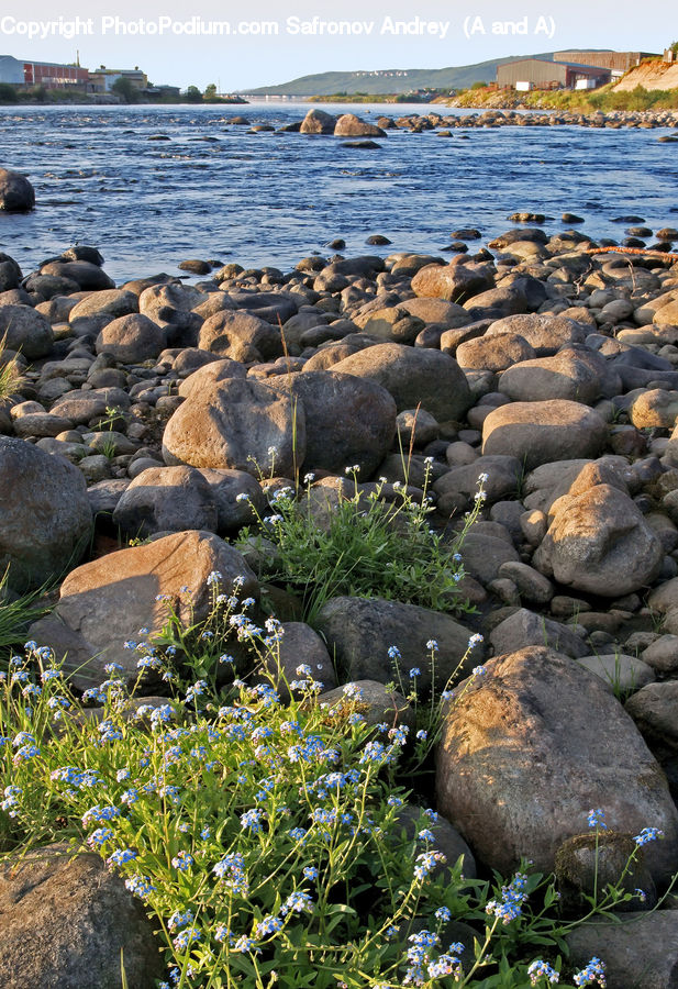 Animal, Mammal, Sea Life, Sea Lion, Seal, Rock, Coast