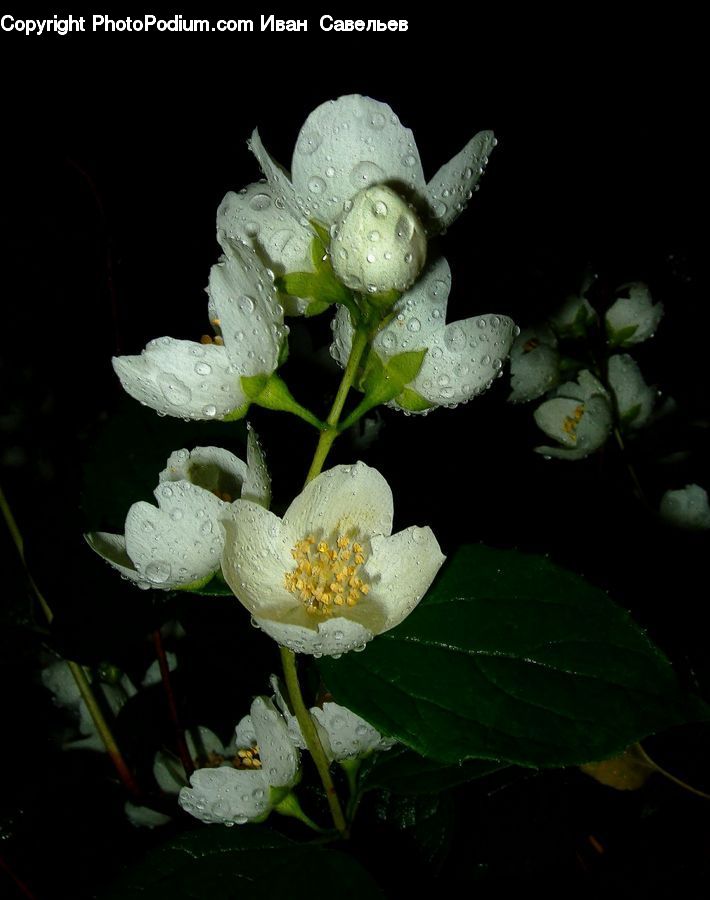 Blossom, Flora, Flower, Plant, Lily, Pond Lily, Acanthaceae