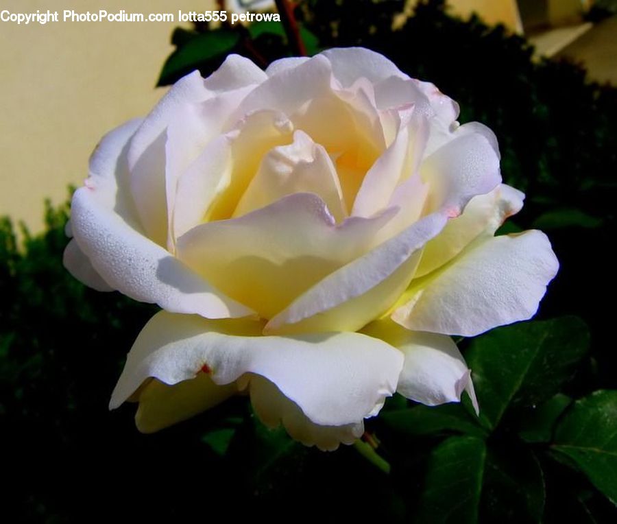 Blossom, Flower, Plant, Rose, Flora, Petal, Carnation