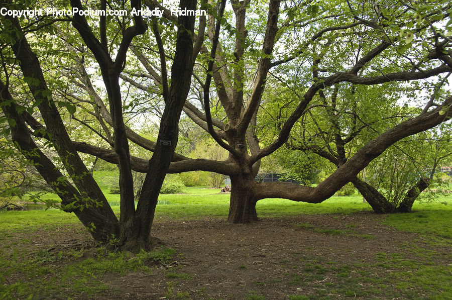 Forest, Vegetation, Grove, Land, Plant, Tree, Oak