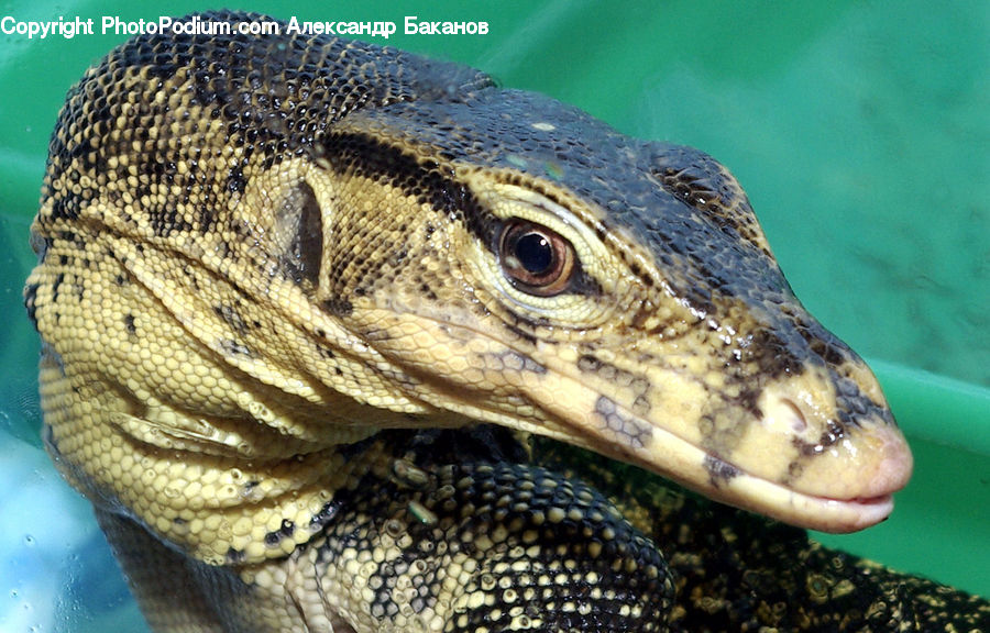 Lizard, Reptile