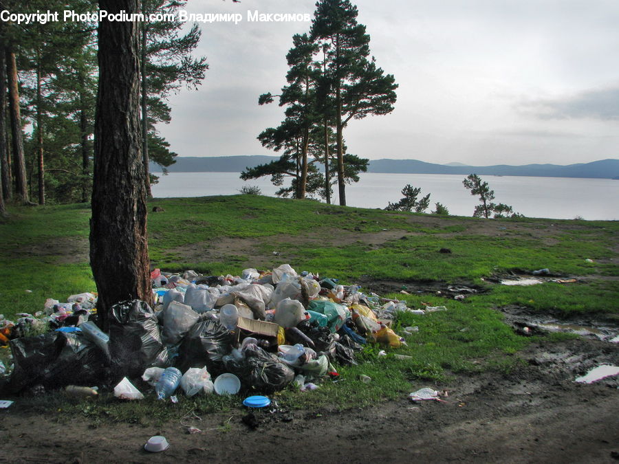 Trash, Fowl, Poultry, Rubble