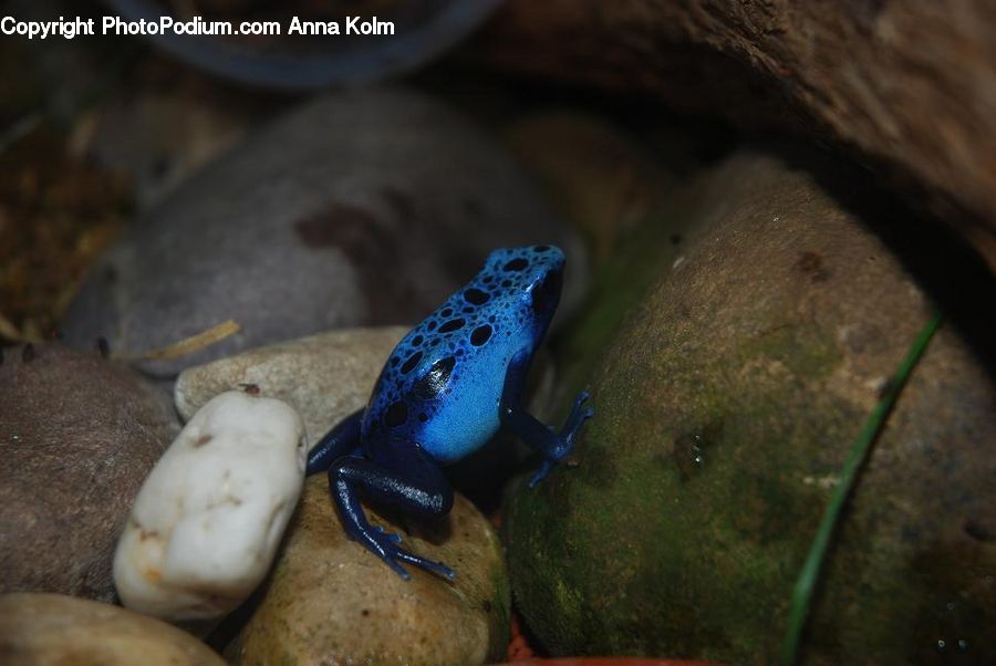 Amphibian, Wildlife, Frog