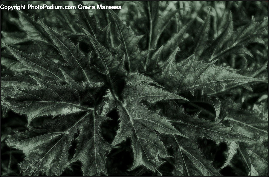 Fern, Plant, Frost, Ice, Outdoors, Snow, Blossom