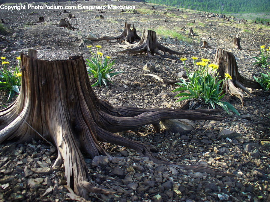 Tree Stump, Root, Blossom, Daffodil, Flora, Flower, Plant