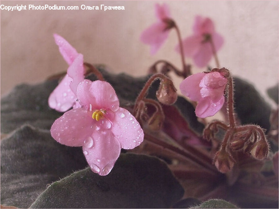 Blossom, Flora, Flower, Orchid, Plant, Cherry Blossom, Lilac