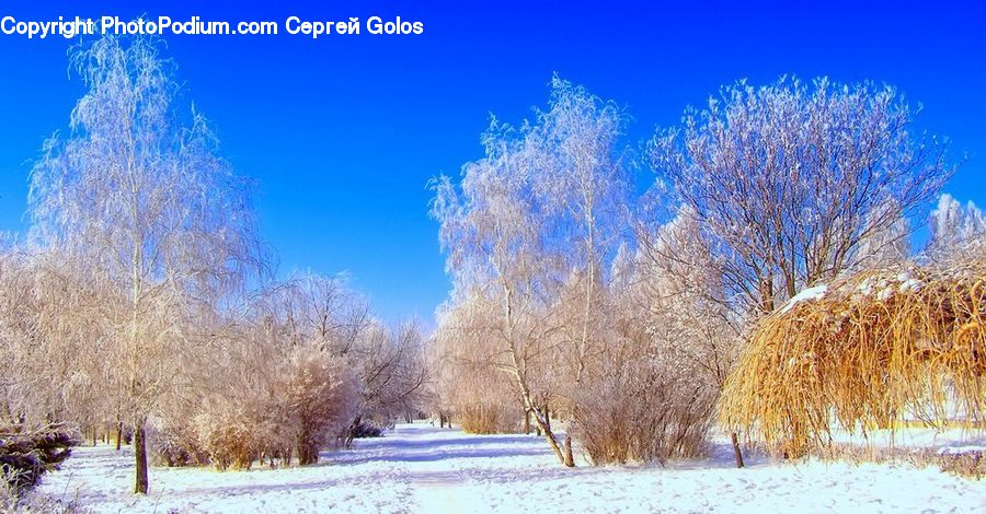 Frost, Ice, Outdoors, Snow, Forest, Grove, Land