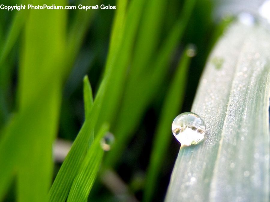 Droplet, Amaryllidaceae, Blossom, Flower, Plant, Field, Grass