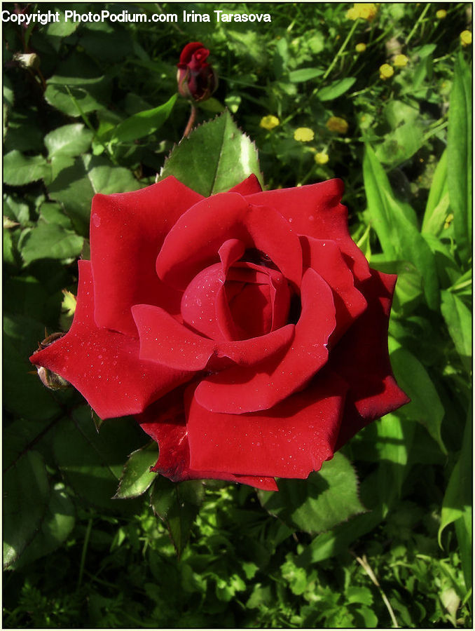 Blossom, Flower, Plant, Rose, Flora, Gladiolus, Geranium