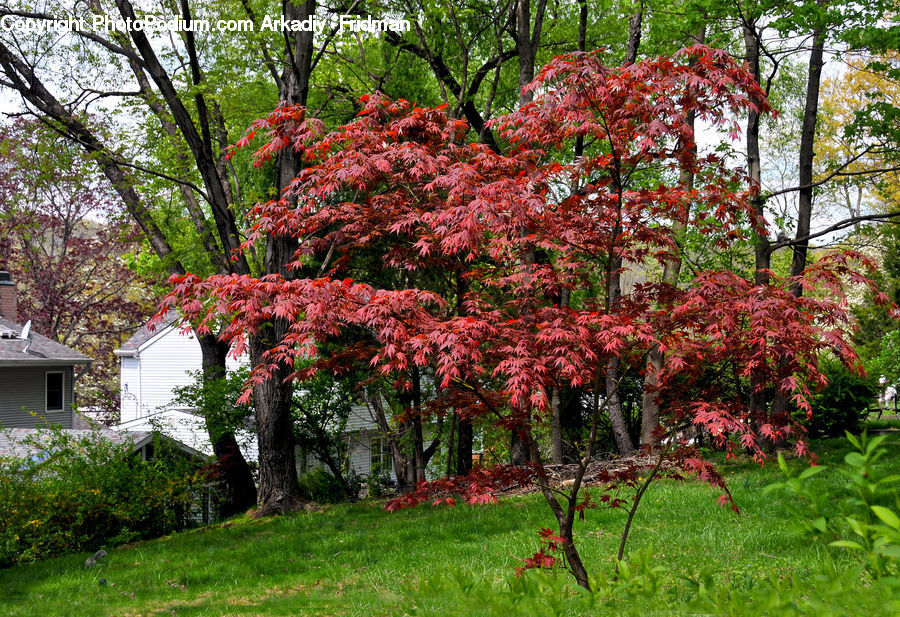 Maple, Tree, Wood, Plant, Blossom, Flora, Flower
