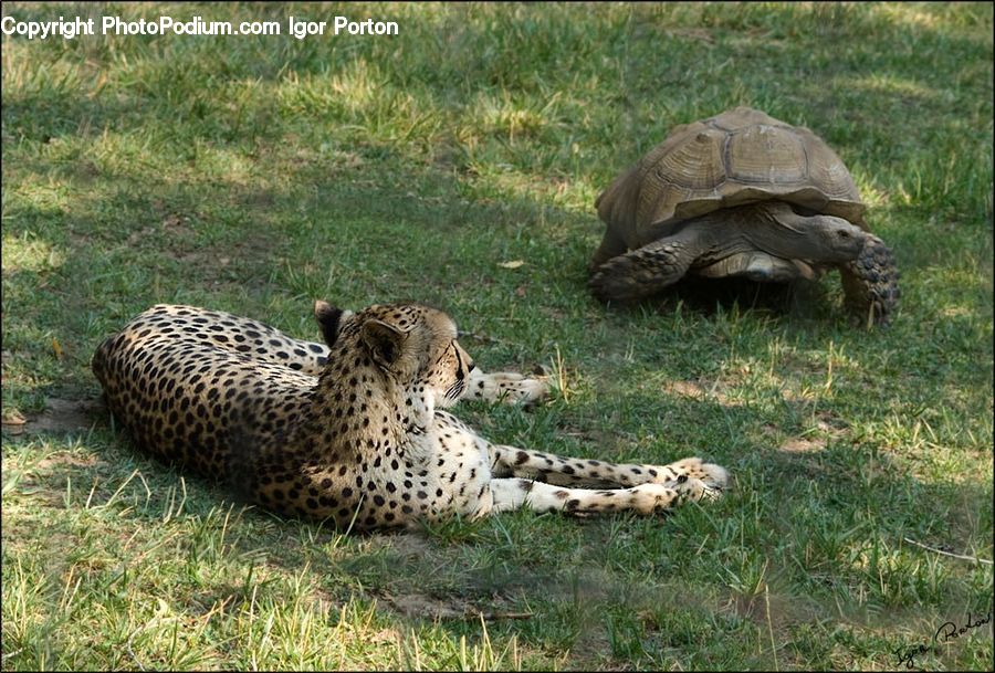 Reptile, Tortoise, Turtle, Animal, Leopard, Snow Leopard, Cheetah