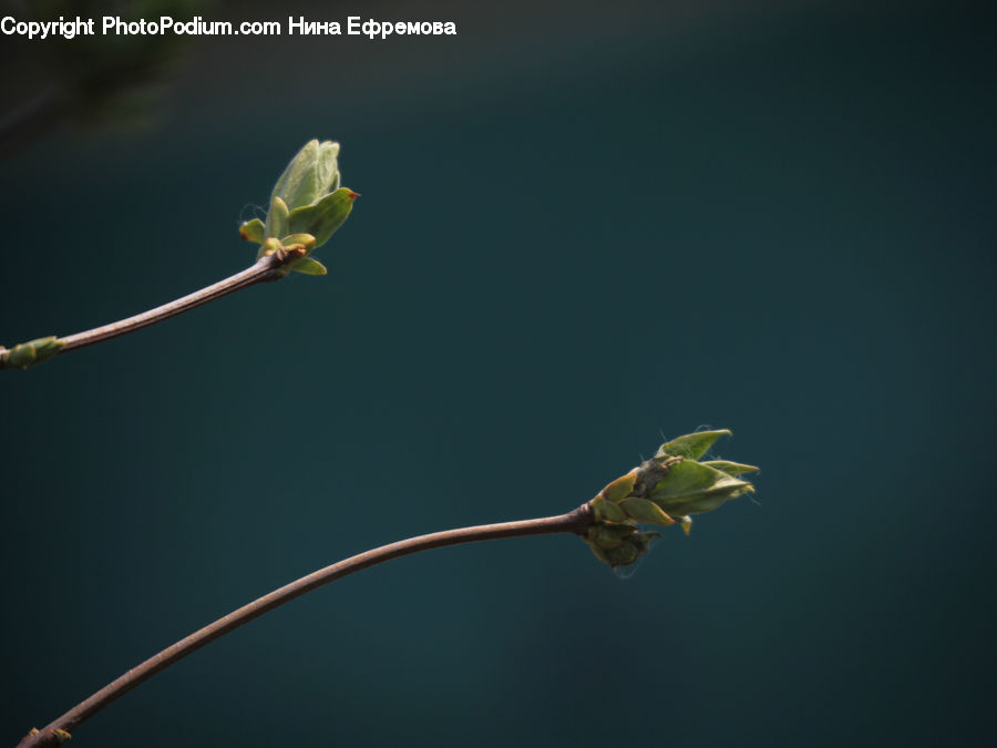 Bud, Plant, Bird, Parakeet, Parrot, Bee Eater, Artichoke