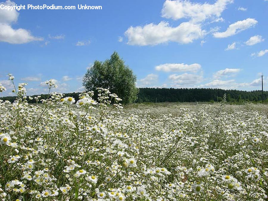 Field, Grass, Grassland, Meadow, Outdoors, Pasture, Blossom