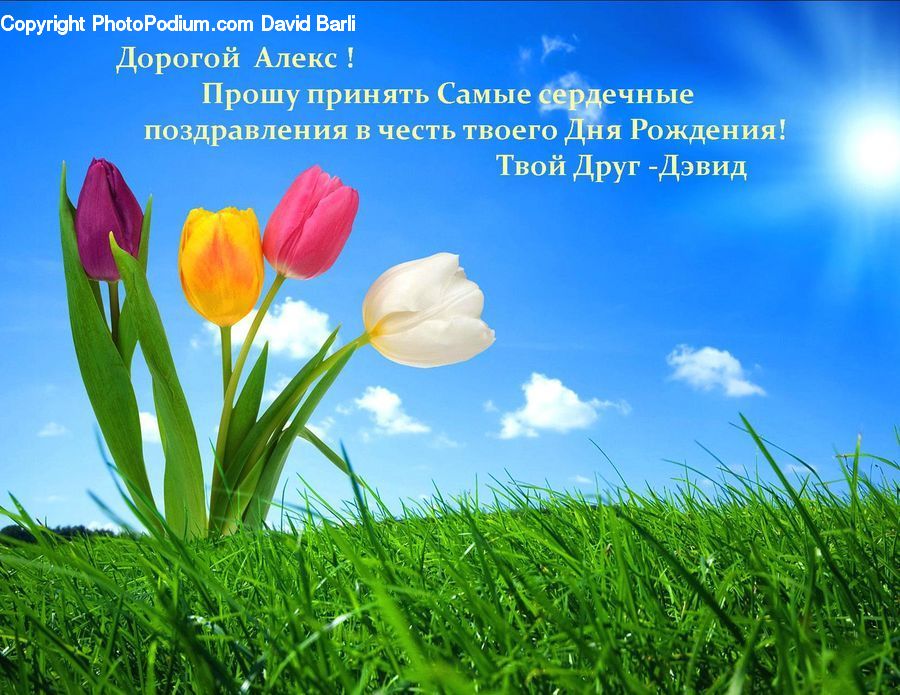 Blossom, Crocus, Flora, Flower, Plant, Field, Grass