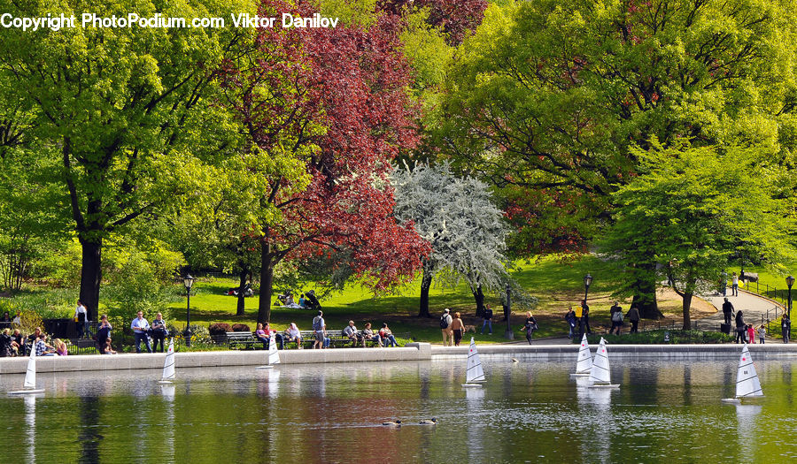 Park, Blossom, Flora, Flower, Plant, Outdoors, Pond